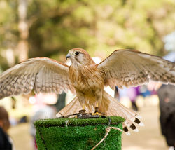 Open day ticket   Adult