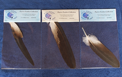 Feather pack - Wedge-tailed eagle