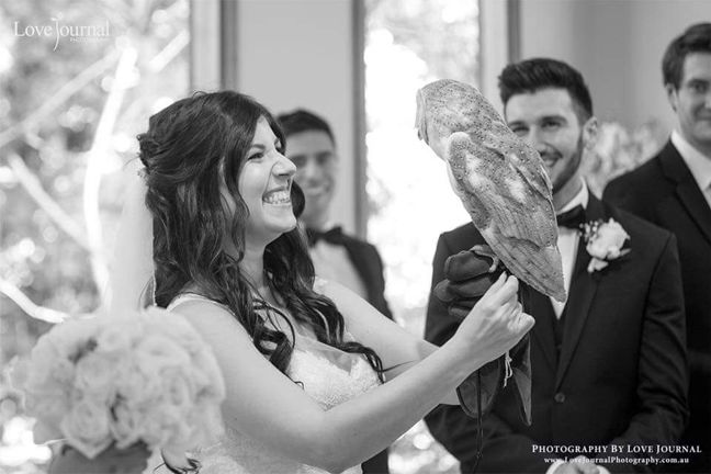 A barn owl ring-bearer  Full Flight