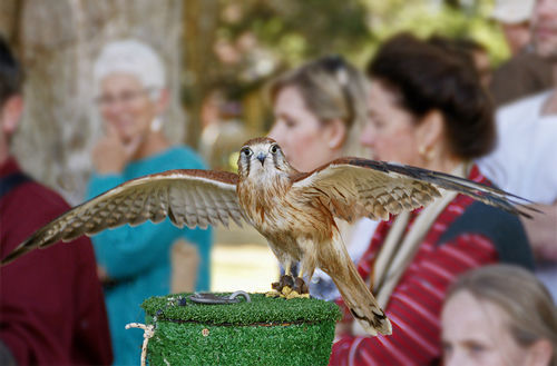 A kestrel spreads his wings