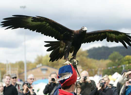 A wedge-tailed eagle spreads his wings