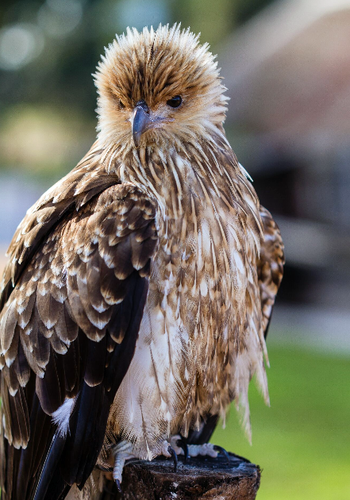 A whistling kite looks on - photo courtesy of Kay Wilson