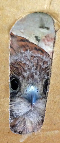 Kestrel chick