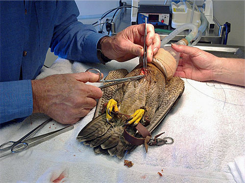 Peregrine falcon in surgery