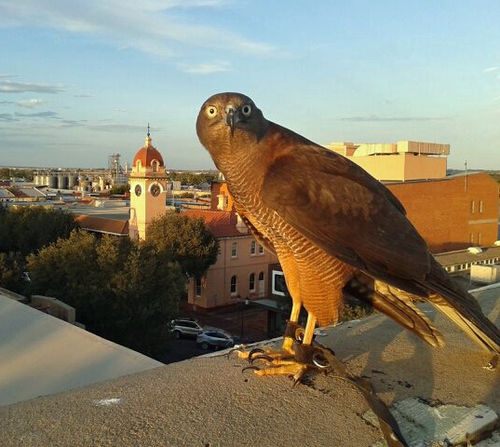 Tilley the brown goshawk performing pest control in Dubbo