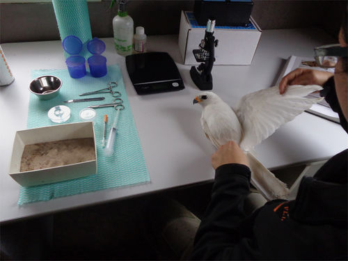 White goshawk check-up