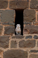 A barn owl peeks out of the mews