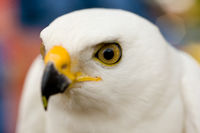 A beautiful white goshawk