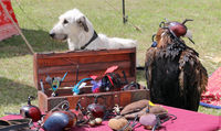 A medieval falconry display