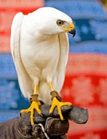 A white goshawk gives a steely glare