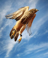 A young brown goshawk takes off