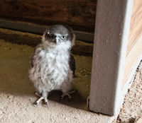 Barking owl chick