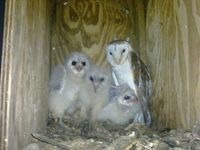 Barn owl chicks with mum