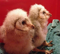 Barn owl chicks