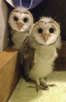 Barn owl chicks