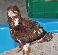 Black-breasted buzzard chick