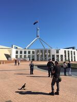 Duck control at Canberra Parliament house