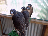 Fledgling peregrine falcons