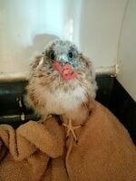 Jane the Baby kestrel at full flight birds of prey