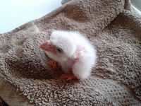Peregrine falcon chick