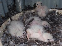 Peregrine falcon chicks