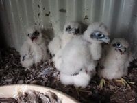 Peregrine falcon chicks