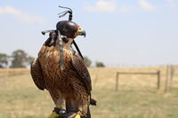 Peregrine Falcon wearing a standard training hood