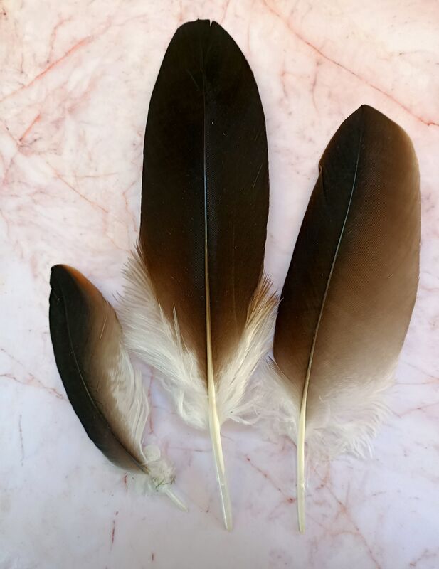 Eagle feather pack  smallmedium