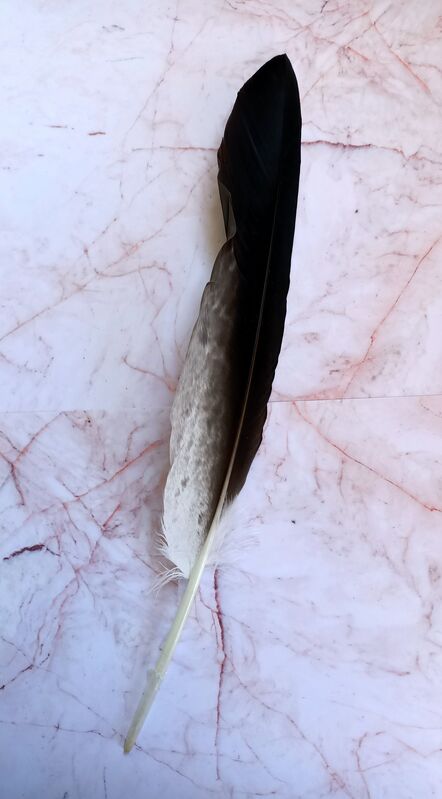Large Limited Edition Eagle Feather