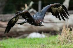 A wedge-tailed eagle soars by