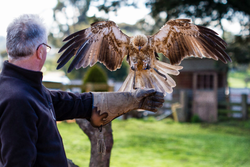 A whistling kite flies to the glove