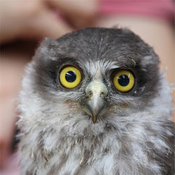 Barking owl