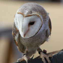 Barn owl