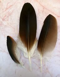 Eagle feather pack - small/medium