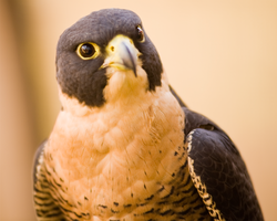 Falconry Encounter   Voucher