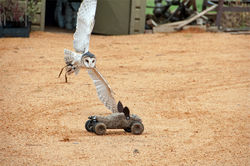 Falconry Encounter   Voucher