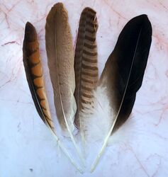 Feather Pack - Medium/Large