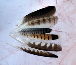 Feather Pack - Small/Medium