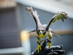 Falconry Encounter - Voucher four