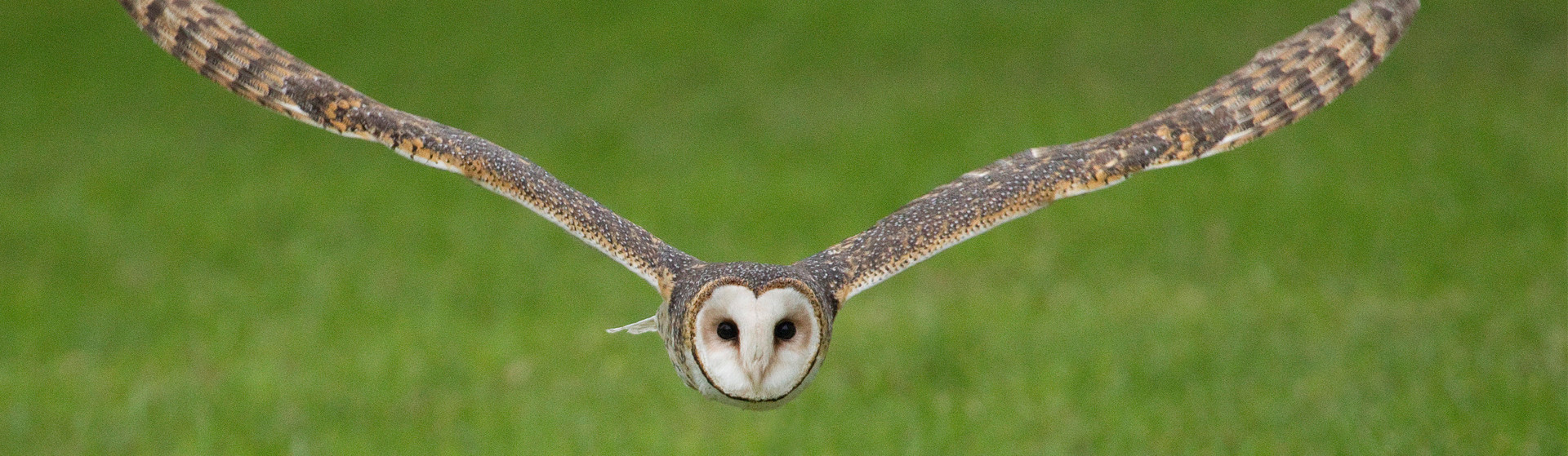 Pepper the Masked Owl at Full Flight Birds of Prey